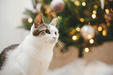 Merry Christmas! Cute Cat Sitting Near Illuminated Stylish Christmas Tree With Vintage Baubles. Pet And Winter Holidays. Adorable Funny Kitty In Festive Decorated Room