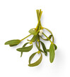 bunch of mistletoe twigs with white berries hanging from a wall, traditional Christmas / holiday design element with subtle shadow