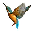 Leinwandbild Motiv Flying kingfisher isolated png