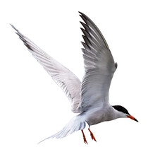 Seagull In Flight Isolated Png
