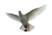White Dove Isolated Png