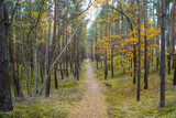Fototapeta Las - Path in the autumn mixed forest 