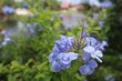 Closeup of cape leadwort (Plumbago auriculata) in the garden against blurred background