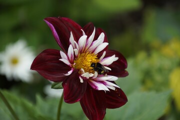 Wall Mural - Close-up shot of a bee drinking nectar from a dahlia 