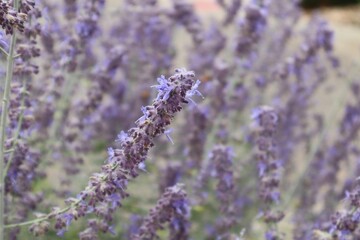 Poster - Selective focus closeup of lavender in a field