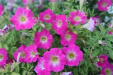 Closeup Of Pink Petunias (Petunia) In The Garden