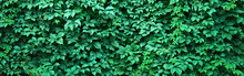 Green Plant Background, Fresh Green Ivy Leaves For Nature  Wallpaper, Green Plant Background, Fresh Green Ivy Leaves For Nature  Wallpaper, Save Planet Earth Day