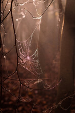Spider Web With Raindrops In Mystery Dark Forest. Sunbeam Shine In Fog