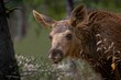 Closeup of a baby moose in forest behind plants