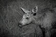 Grayscale of a baby moose in the field