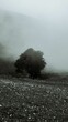 Grayscale of a tree in a foggy field during monsoon, Bhrigu lake trek in Manali