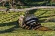 Large marsh turtle on a tree trunk in a park