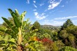 Landscape view of the garden in Knysna. Western Cape province of South Africa