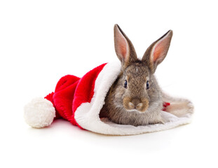 Wall Mural - Rabbit in a Christmas hat.