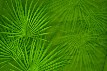 Wall Mural - abstract deep green background with palm leaves on a craft paper