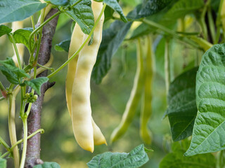 Canvas Print - Ripe pods of kidney bean growing on farm. Bush with bunch of pods of haricot plant (Phaseolus vulgaris) ripening in homemade garden. Organic farming, healthy food, BIO viands, back to nature concept.