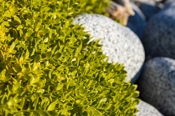 Wall Mural - Honckenya peploides (sea sandwort or seaside sandplant). Plant among the stones on the seashore close-up. Natural background. Shallow depth of field.