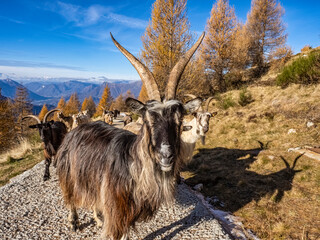 Wall Mural - Close-up of a goat in the italian alps