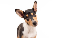 2 Month Old Smooth Collie Puppy Looking At The Camera And Tilting His Head