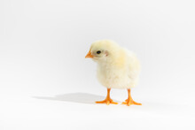 Cute Little Yellow Baby Chicken Isolated On White Background
