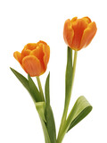 Fototapeta Tulipany - Two orange tulips vertical spring image isolated on transparency  photo png file