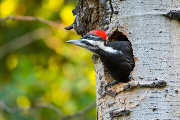 female pileated woodpecker (dryocopus pileatus) bird nesting in a tree trunk canadian wildlife backg