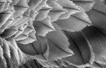 Aufkleber - plumage of a crane close-up. feathers birds texture background, black and white. selective focus