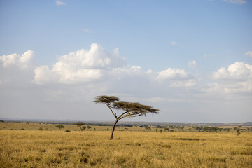 Wall Mural - tree in the serengeti