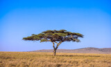 Fototapeta Sawanna - tree in the savannah