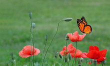 Bright Colorful Monarch Butterfly On Blooming Poppies