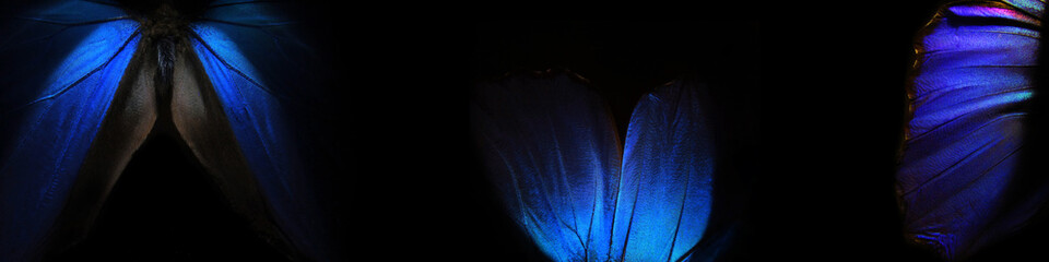 Aufkleber - flashes of blue. wings of a blue tropical morpho butterfly on black. 