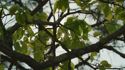 Sticker - Closeup of tree branches with green leaves during sunrise