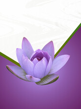 Purple Isolated Lotus Water Lily Flower On A Textured Colored Background