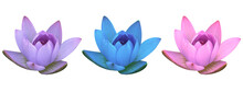 Purple, Blue, And Pink Isolated Lotus Water Lily Flower On A White Background