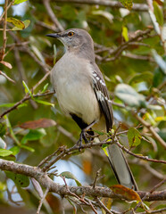 Sticker - Mockingbird Perched On a trre branch