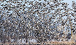 A very large flock of ducks,  thousands of mallard ducks flying and swirling during migration.  A huge flock of birds called a Murmuration formation, flying over a farmers corn field. 