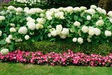 Fototapeta Londyn - garden border with a hedge of hydrangea bushes and pink impatiens