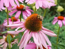 Close-up Of A Bumblebee Visiting A Coneflower