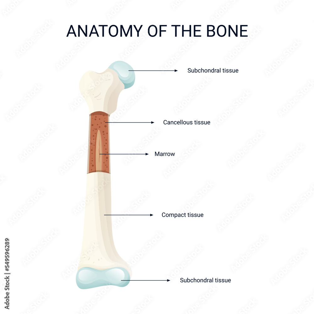 Anatomy of the bones vector illustration Stock Vector | Adobe Stock