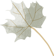 watercolor maple leaf illustration
