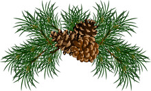 Pine Cone And Branch