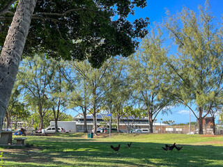 Wall Mural - The whole family of chickens in the park