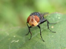 A Common Green Bottle Fly Sits On A Stem. The Common Green Bottle Fly Is A Fly That Is Found In Most Areas Of The World And Is The Best Known Of The Many Species Of Green Bottle Fly.
