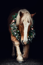 Portrait Of A Chestnut Brown Noriker Draft Horse Wearing A Festive Christmas Wreath And Showing The Compliment As A Trick