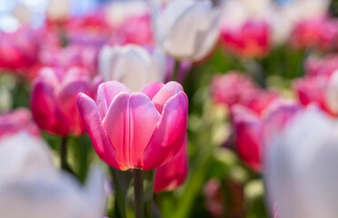 Pink tulip flower in early spring season garden with copy space for design purpose