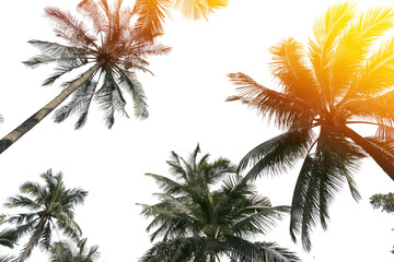 Canvas Print - tropical coconut palm leaves tree for summer background on transparent png file