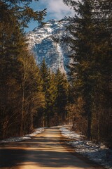 Sticker - Landscape of path between fir trees and Snowy Austria Alps on horizon in Hallstatt, vertical shot