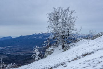 Sticker - Bush frozen in ice on Demerdzhi mountain slope in spring. Crimea