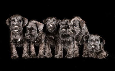 Poster - miniature schnauzers in studio