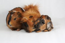 A Pair Of Guinea Pigs With Their Two Babies Resting. Selective Focus On White Background. This Rodent Mammal Has The Scientific Name Cavia Porcellus.